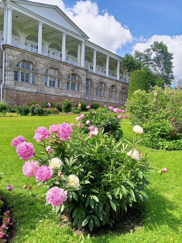 Пионы - Сапсан 