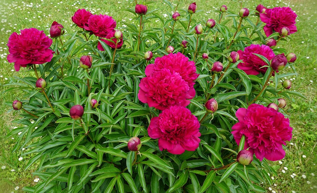 Пионы в ботаническом саду - Ольга 