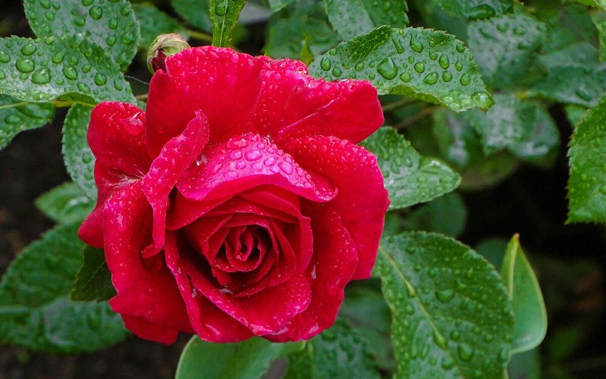 Промокшая от дождя роза. - Милешкин Владимир Алексеевич 