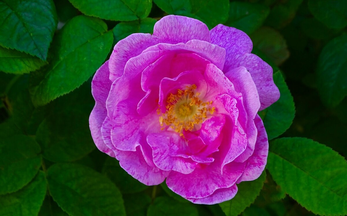 Городские цветы - Милешкин Владимир Алексеевич 