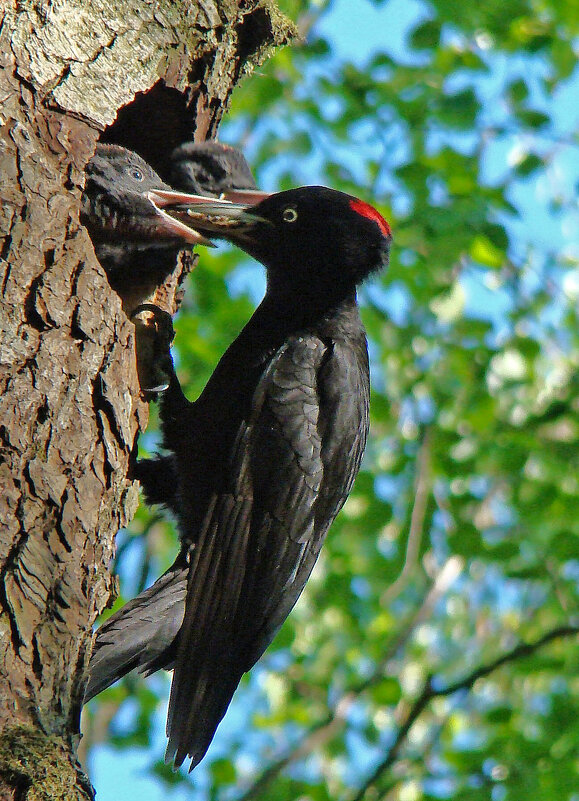 гнездо черного дятла - gawrilа - dan