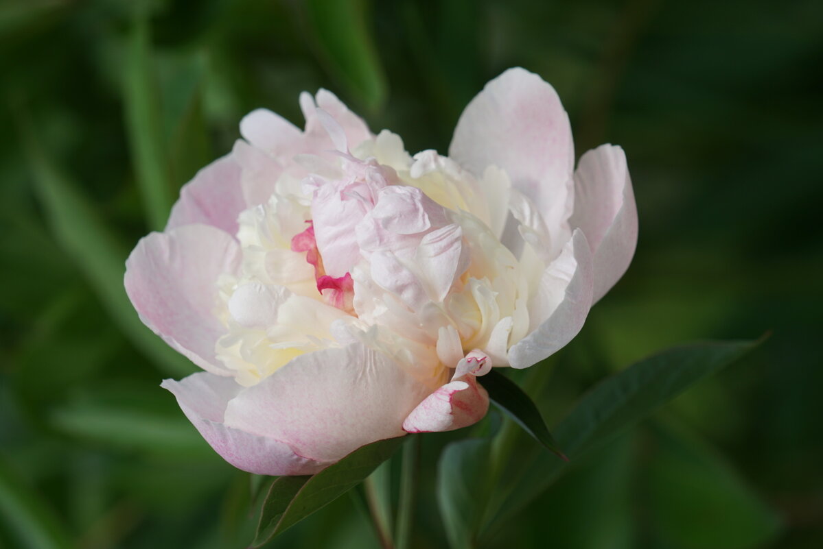 Пион - александр 