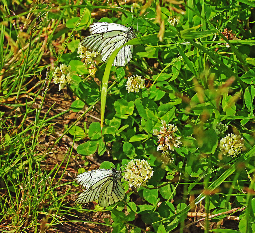 На цветках белого клевера- юные бабочки- боярышницы! - Владимир 