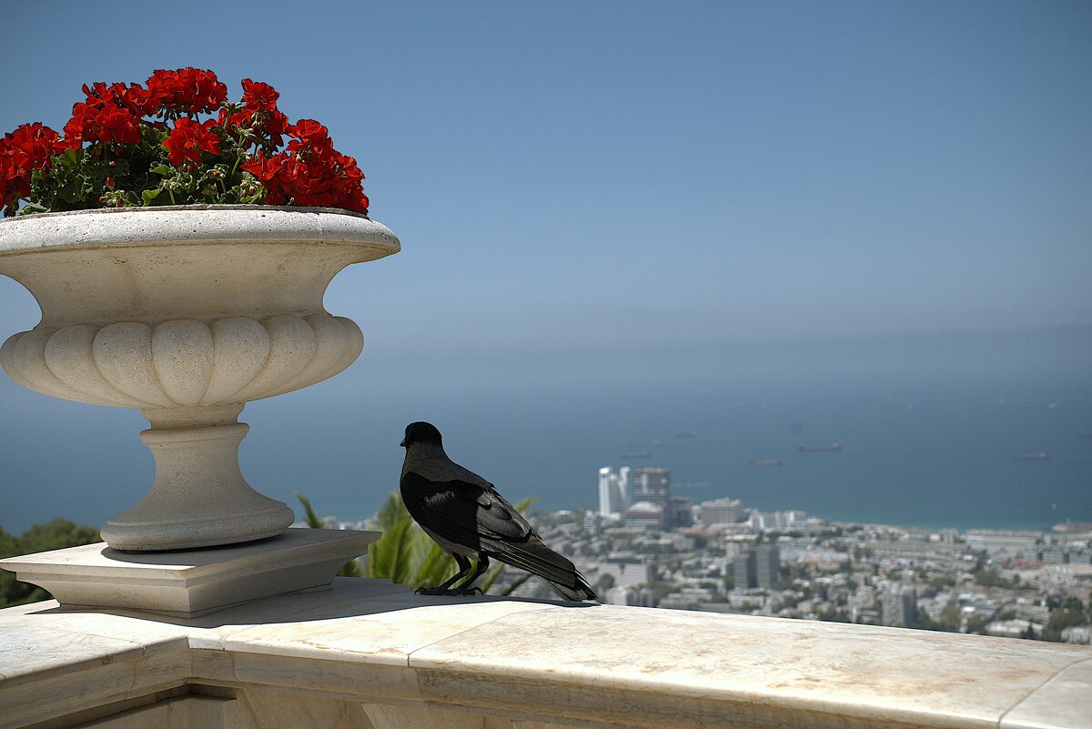 Хайфа *2025г Ворона на обзоре - ujgcvbif 