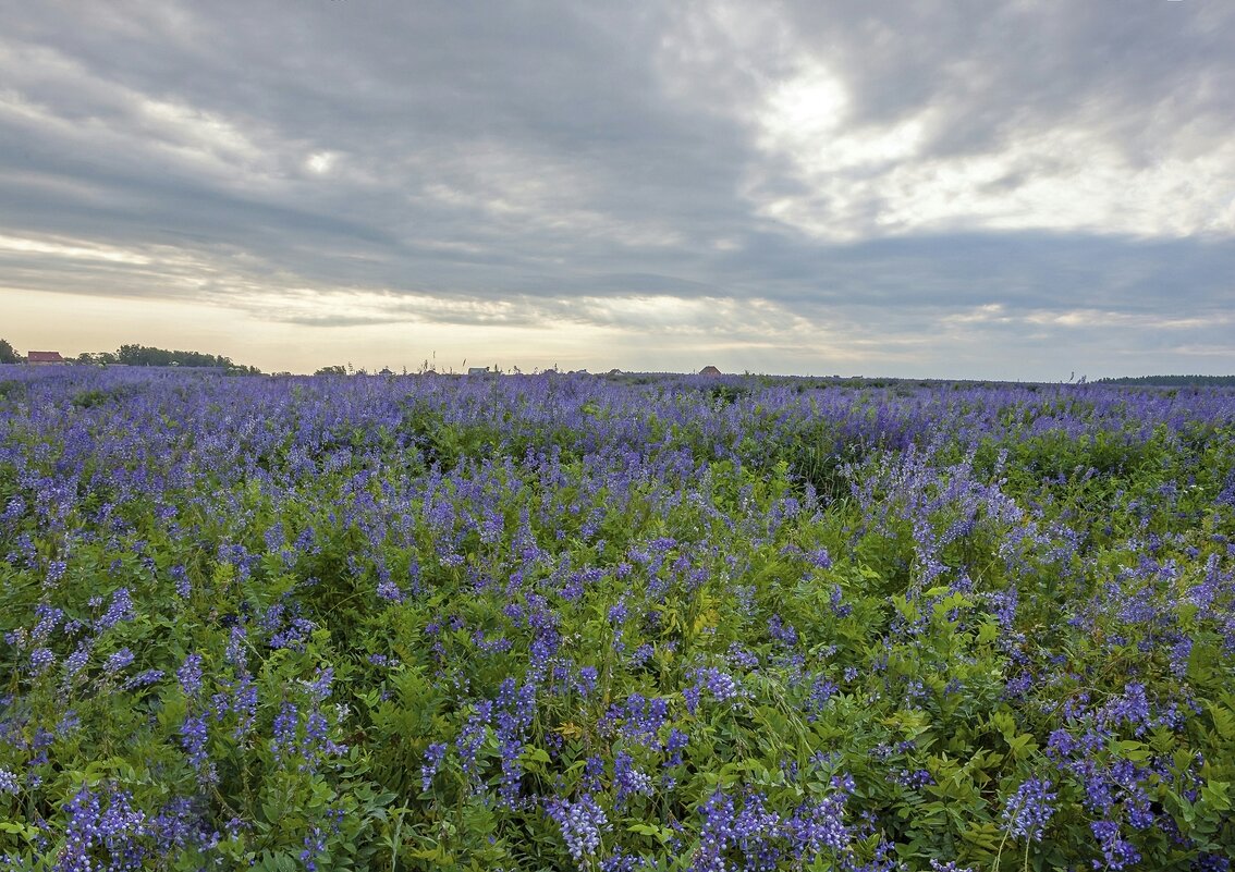 Люпиновое царство - Валерий Иванович