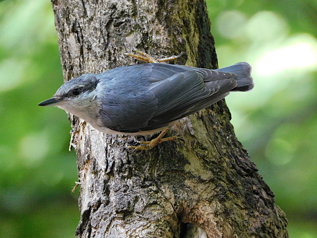 Поползень - Лина 