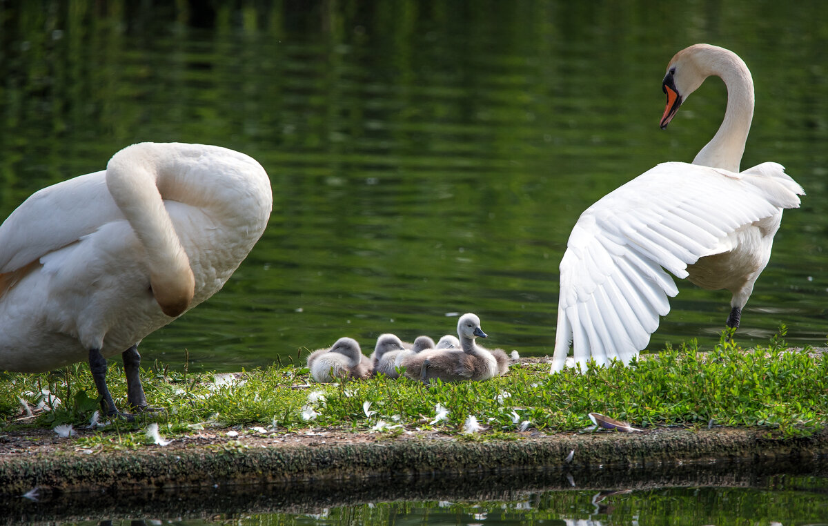 На маленьком плоту. - Владимир Безбородов На маленьком плоту. - Владимир Безбородов