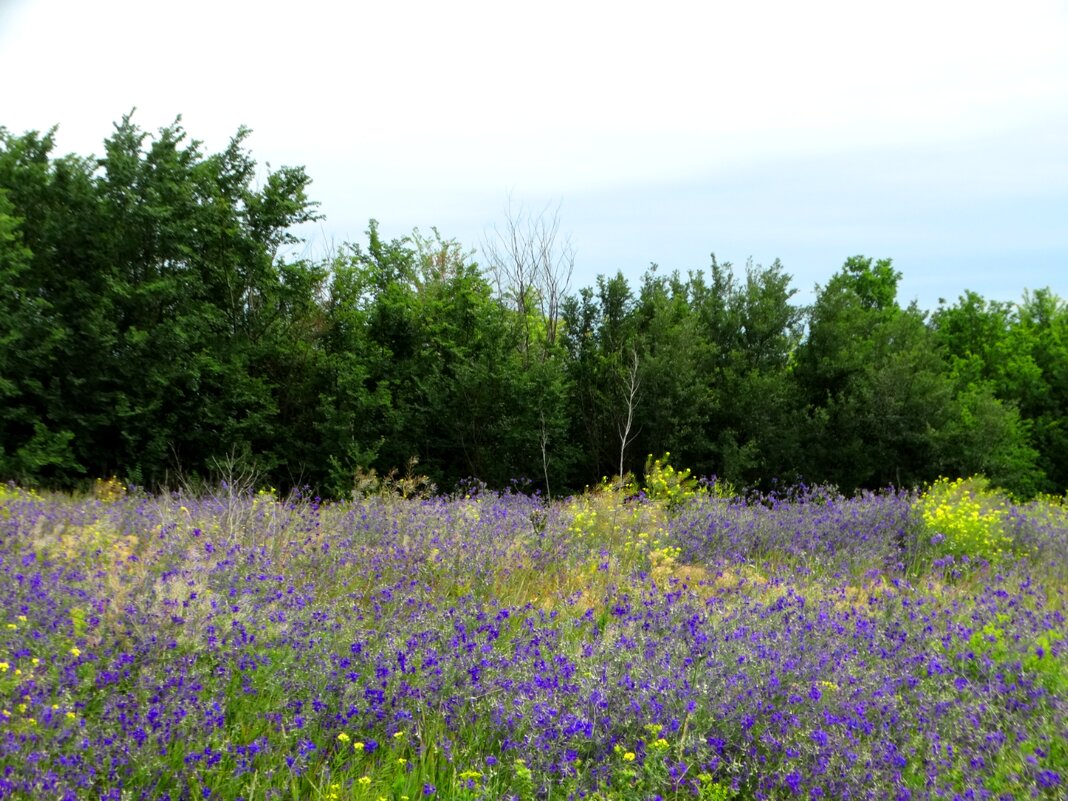 Краски июня - Девяткин Юрий Краски июня - Девяткин Юрий