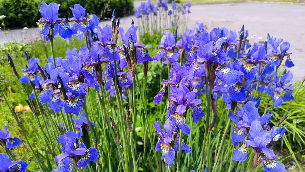 Касатики. - Ольга 