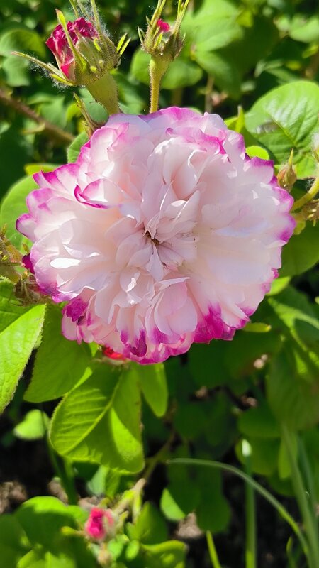 Красивая и нежная! - Ольга Красивая и нежная! - Ольга