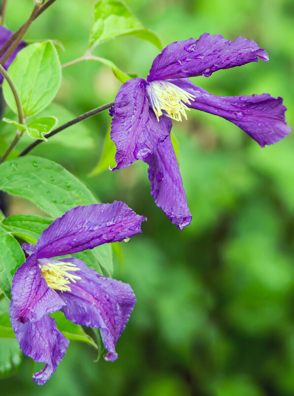 * - Виталий Емельянов