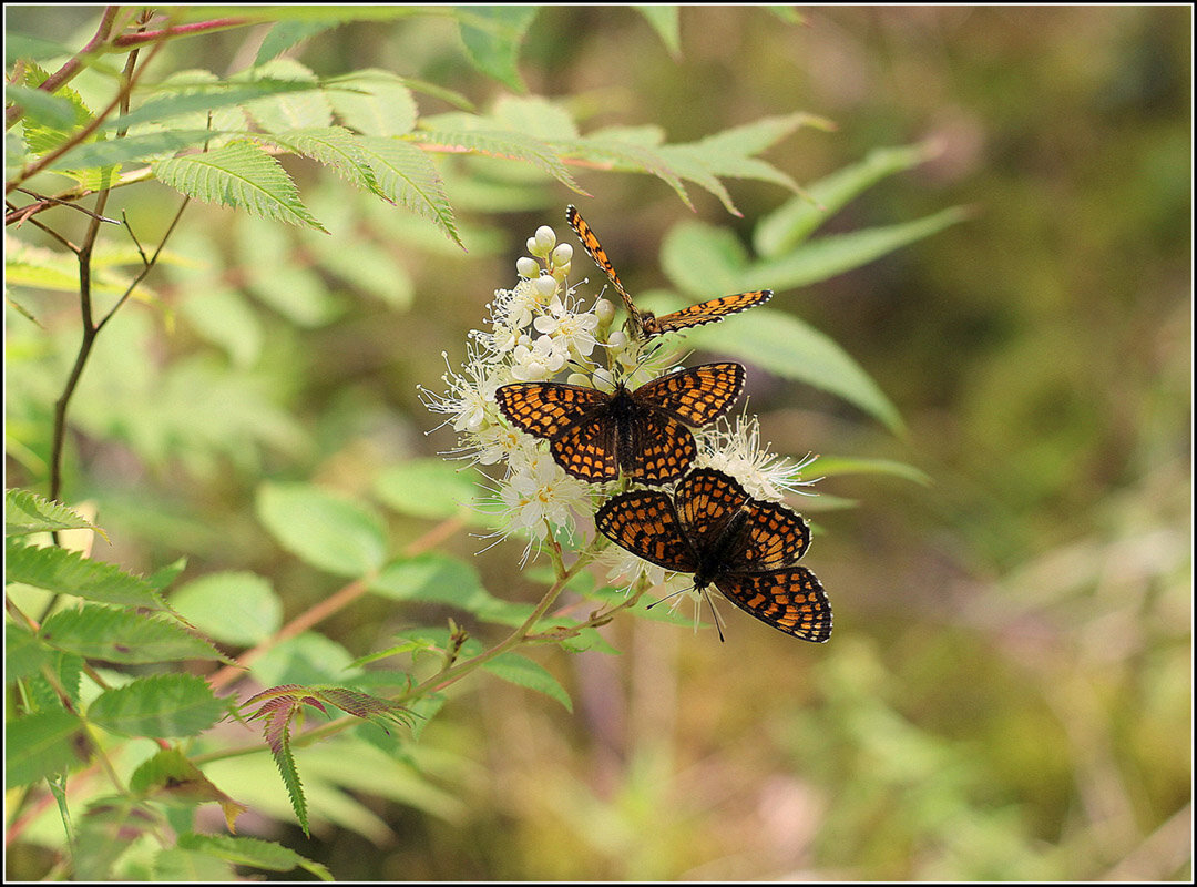 С шашешницами - Aleksandr Gal