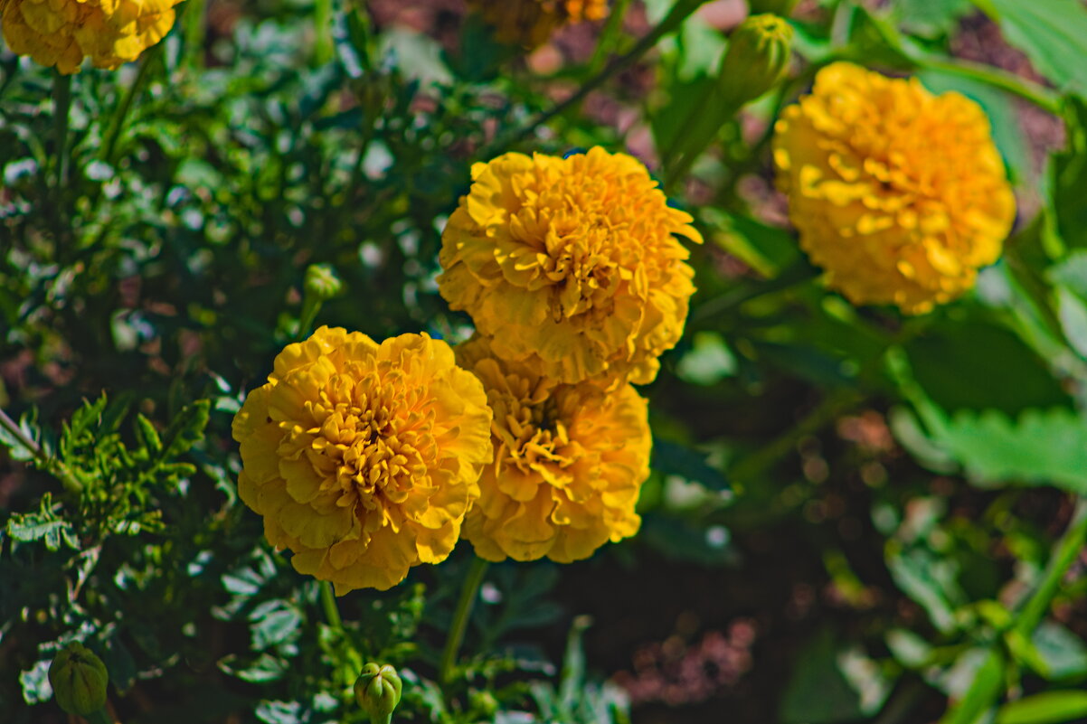 Бархатцы прямостоячие - Giant Tao / Бархатцы прямостоячие - Giant Tao /