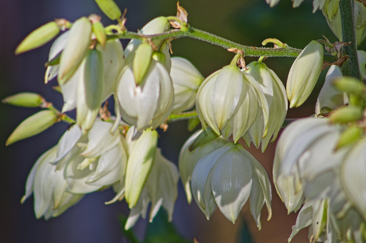 Юкка нитчатая - Giant Tao /