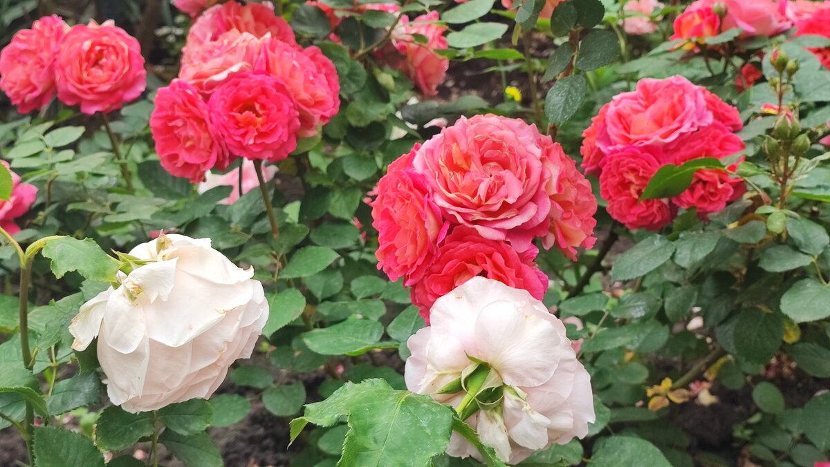 ,,, - Сергей Тимоновский