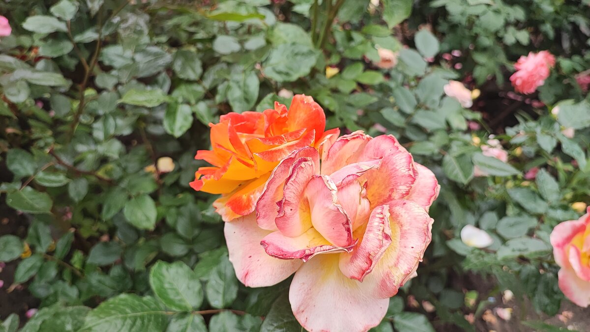 ,,, - Сергей Тимоновский