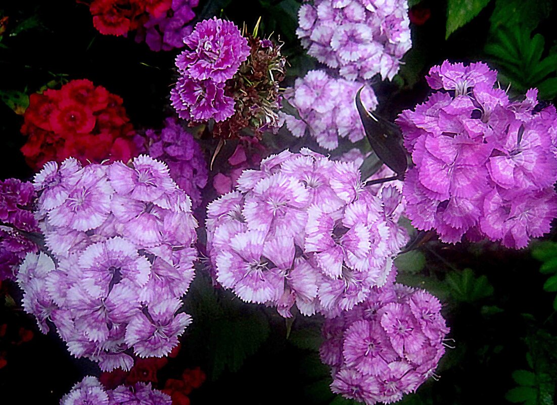 Гвоздики - Елена Семигина