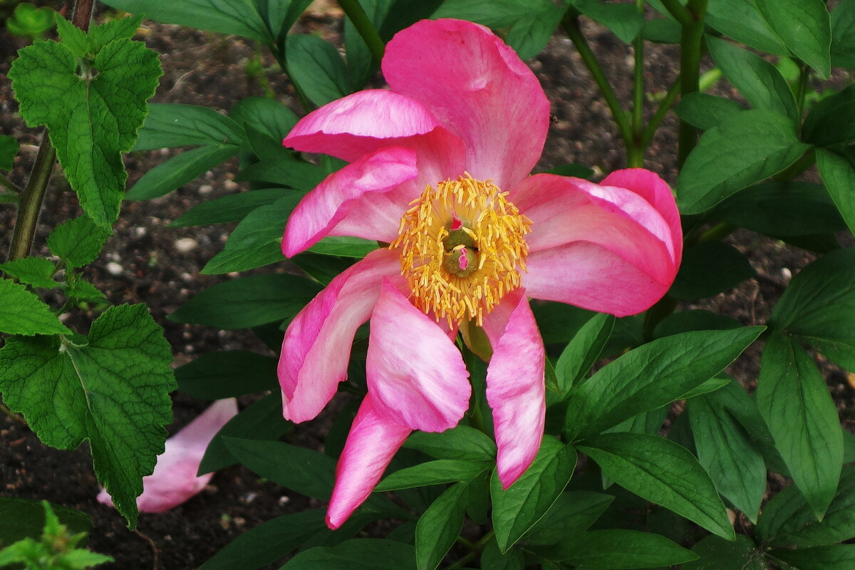 Пион - Рита Симонова