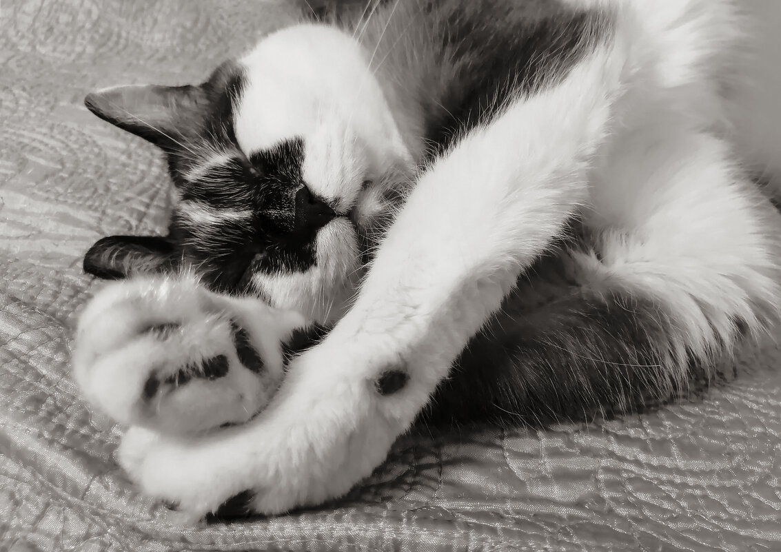 Изящный засоня - LudMila 