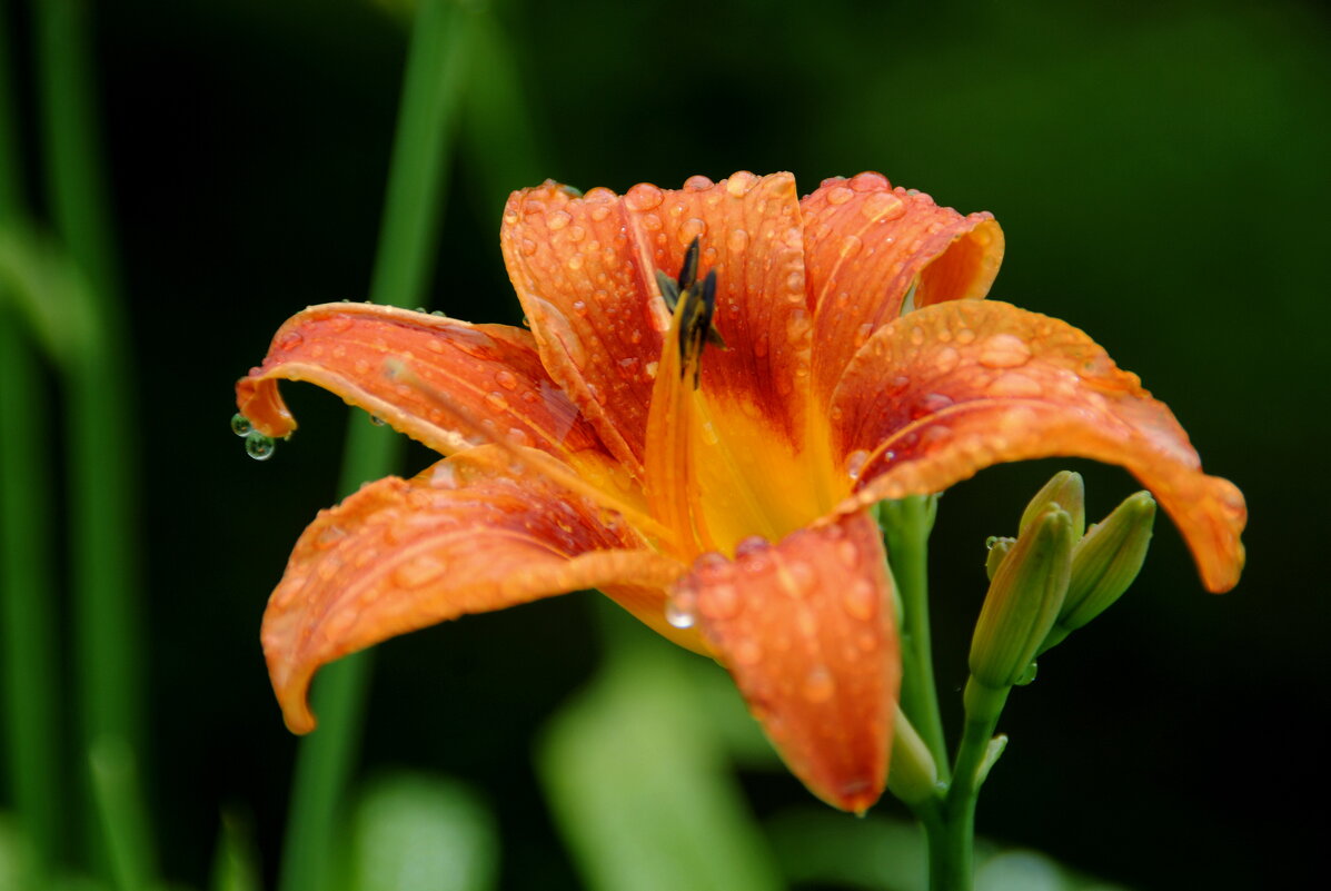 После дождя - lyudmila Курлова