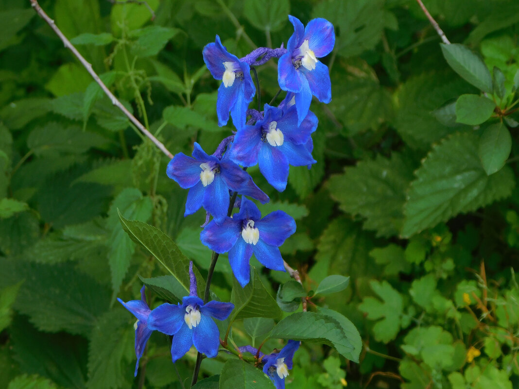 Живокость, дельфиниум синий - Наиля 