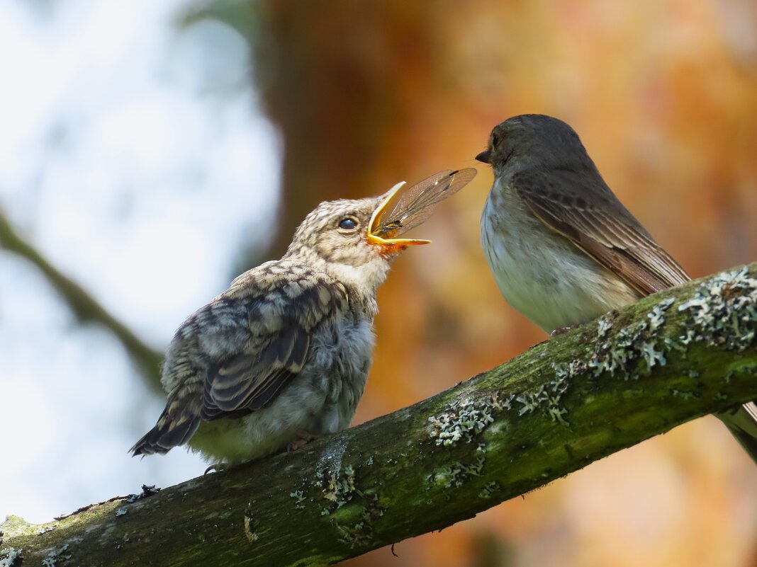 Ням ням ! - Ольга Митрофанова Ням ням ! - Ольга Митрофанова