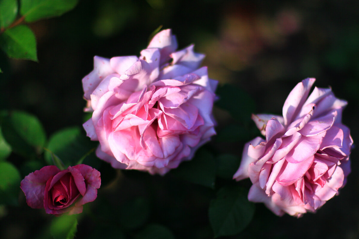 * - Ольга Барташевич