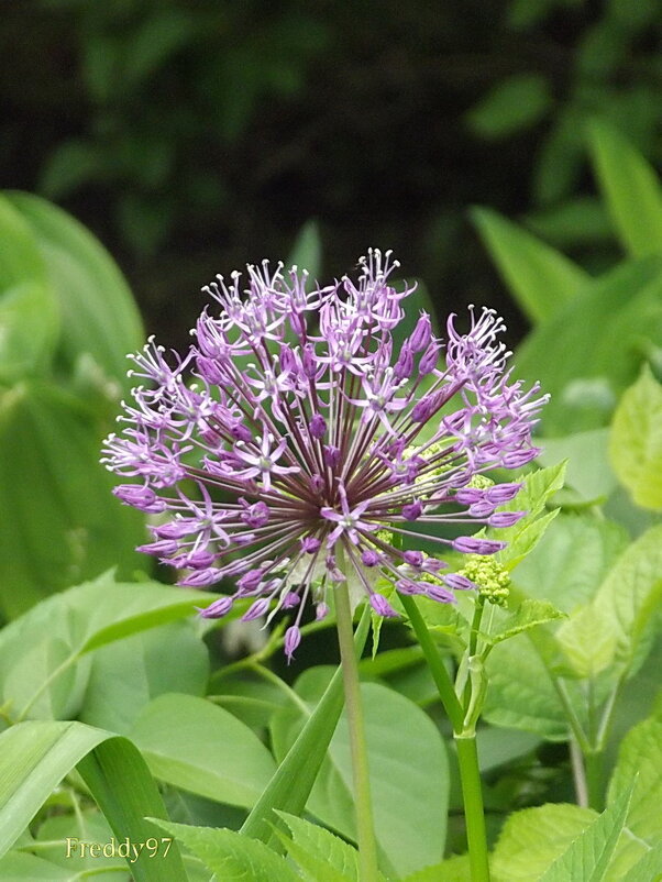 Аллиум - Freddy 97