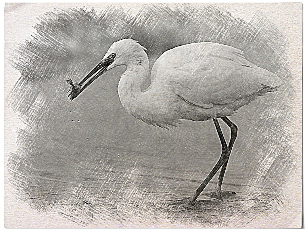 Белая малая цапля - Алевтина 