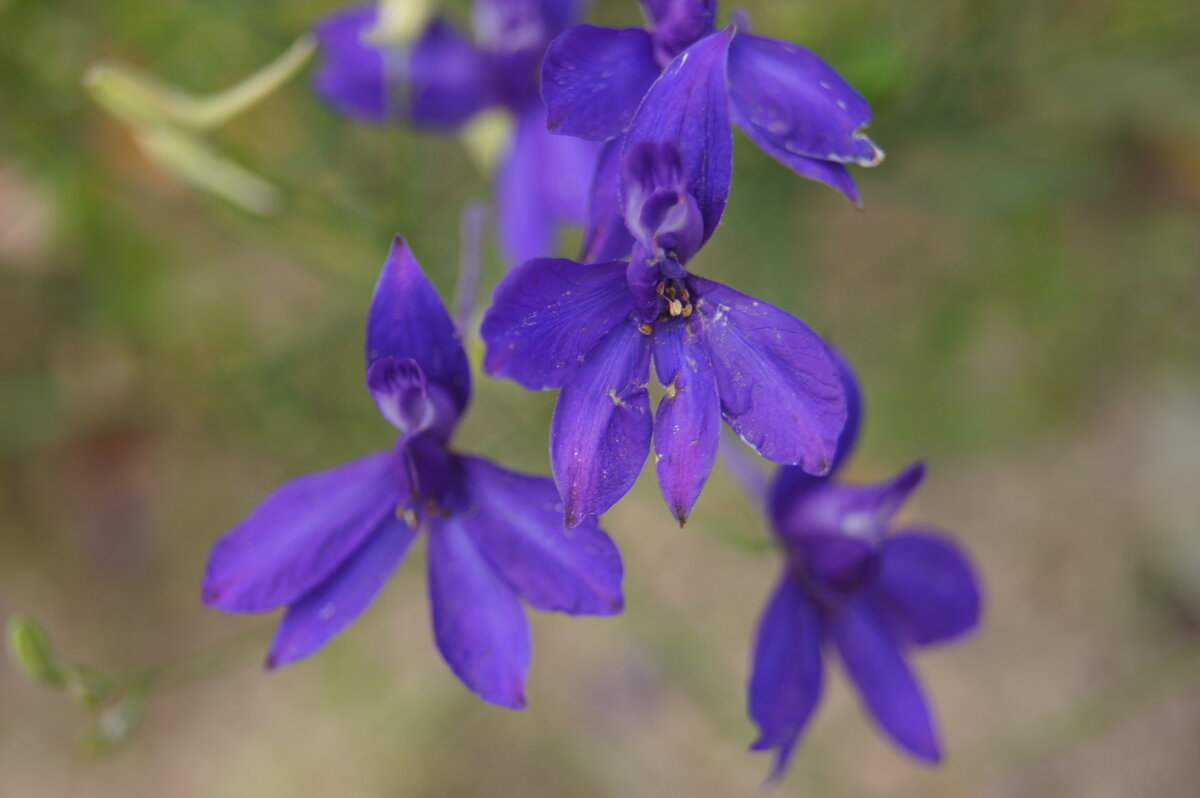 Живокость - Глеб 