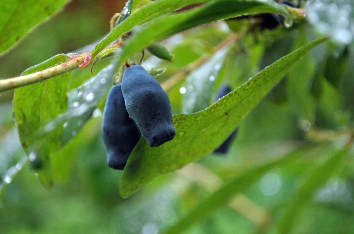 Жимолость поспела .. - AleksSPb Лесниченко