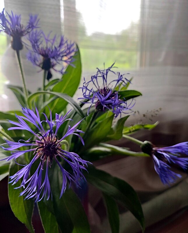 Василечки - Ирина 