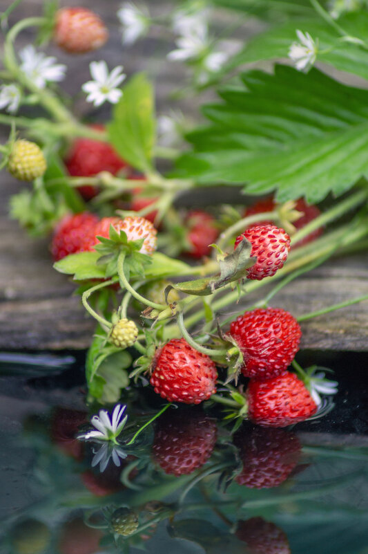 Земляничный букет - sorovey Sol Земляничный букет - sorovey Sol