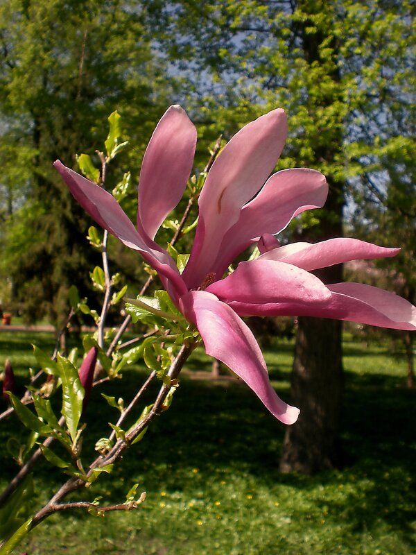 Весеннее цветение - Роман Савоцкий