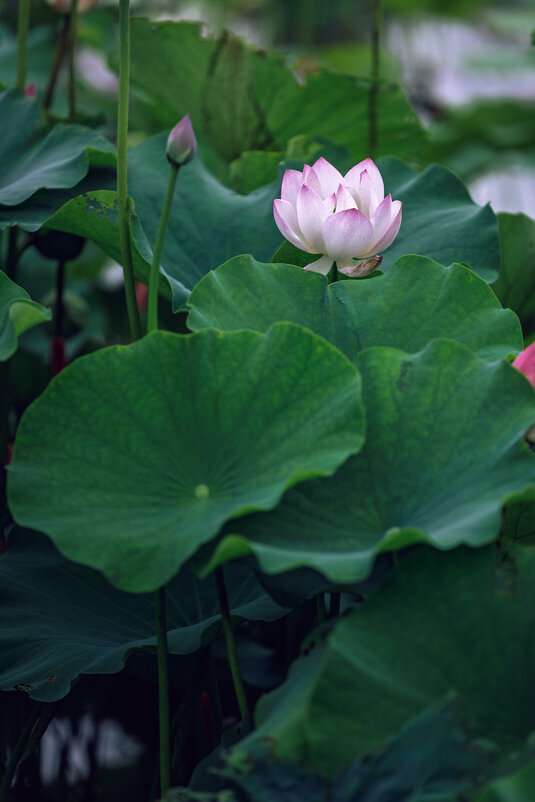 Сезон лотосов - Дмитрий 