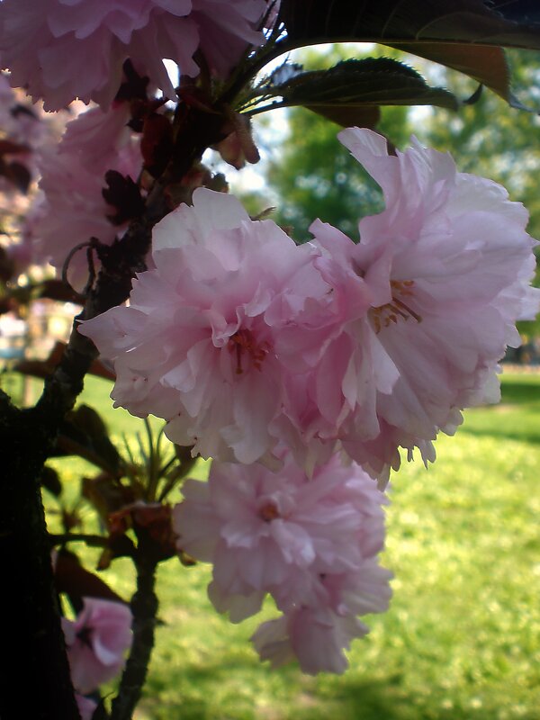 Весеннее цветение - Роман Савоцкий