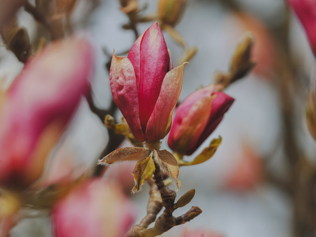 Магнолия - Yana Ryz