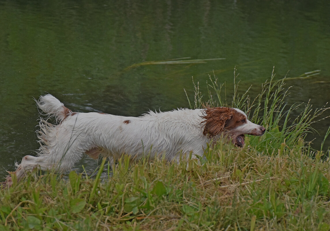 Догоню! - Валентина  Нефёдова 