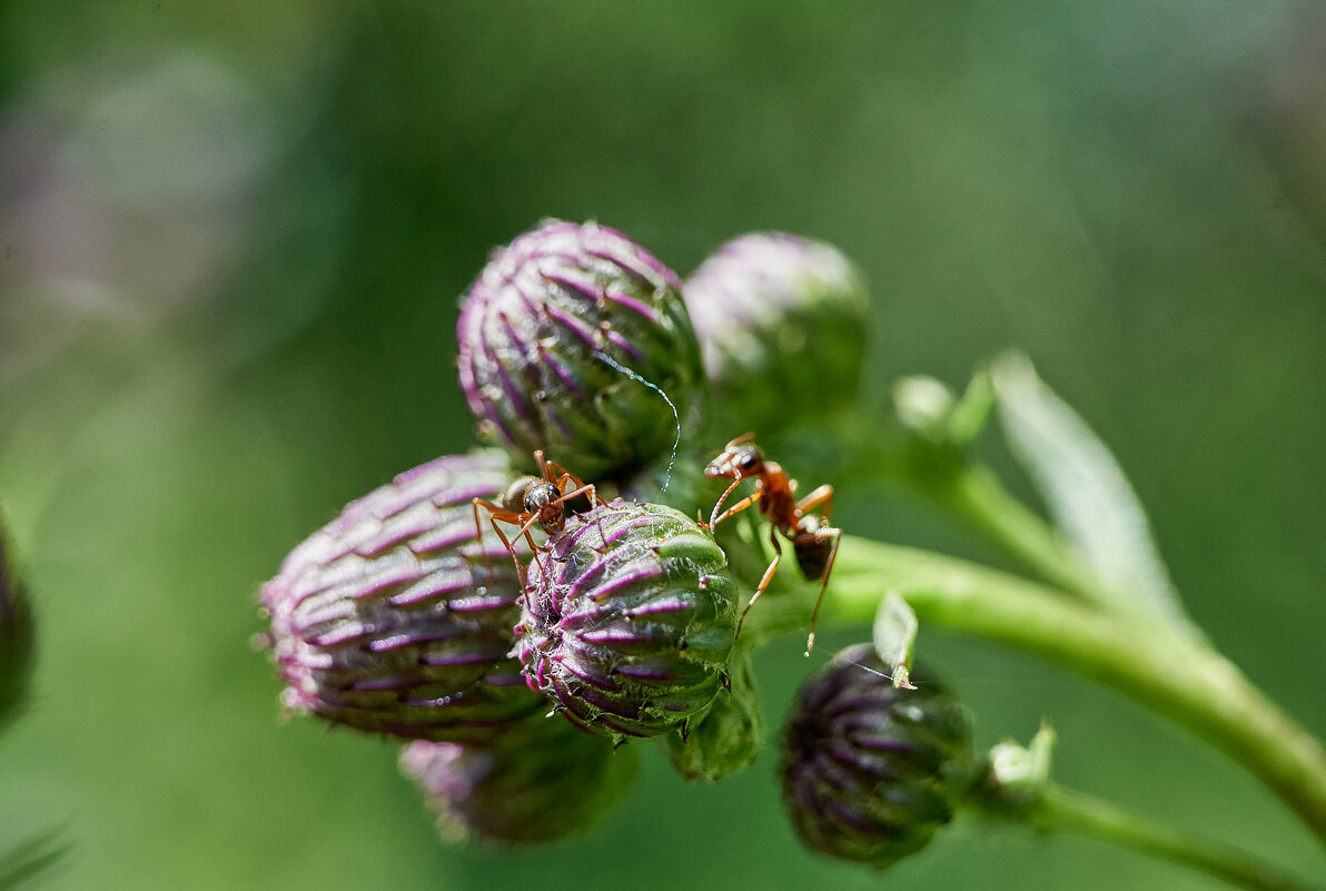 беседа муравьев - Александр Леонов