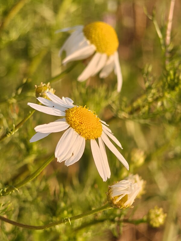 Полевые ромашки - Валерий Ткаченко
