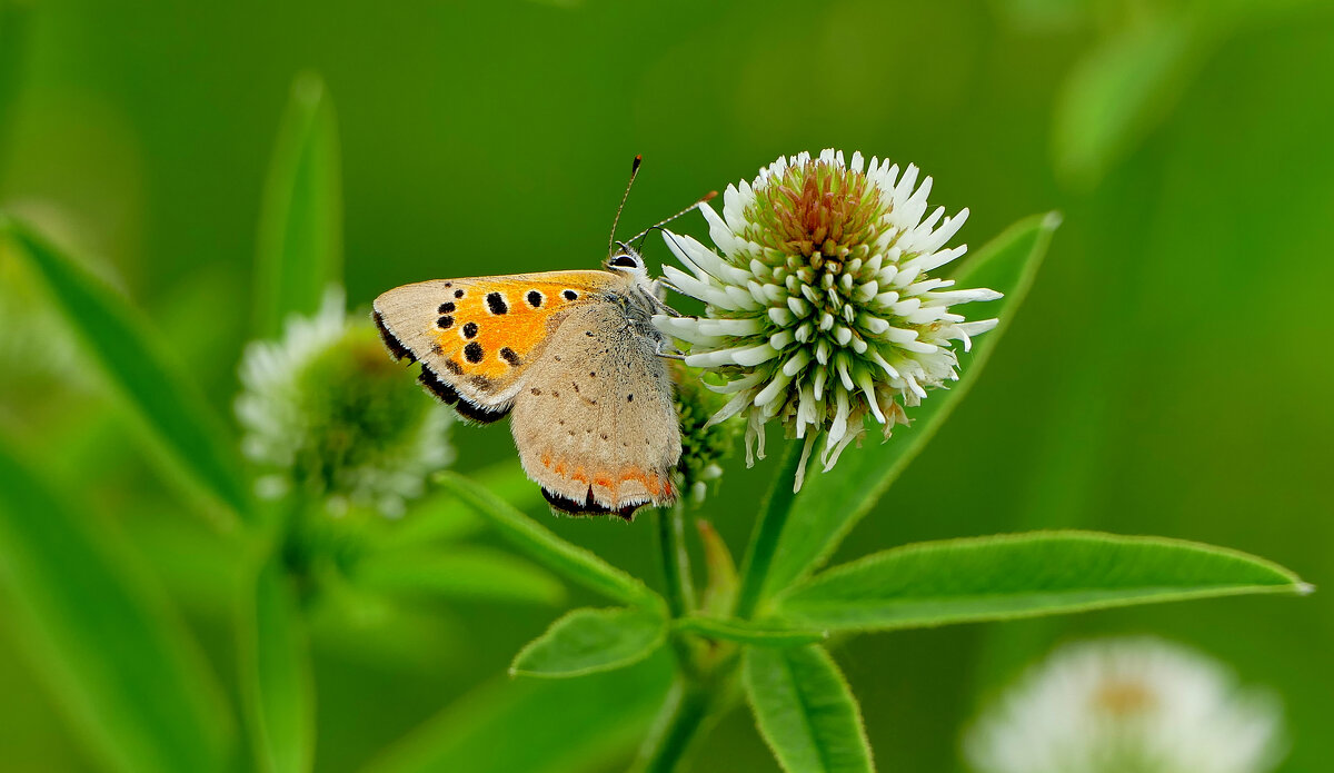 и снова бабочки 22 - Александр Прокудин