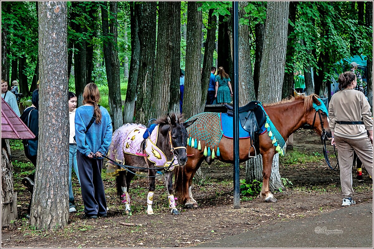 В летнем парке... - Aquarius - Сергей