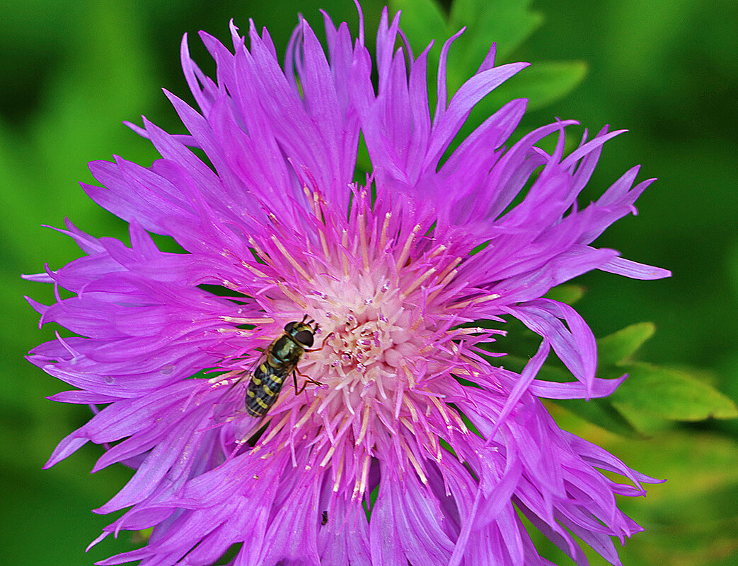Избавилась от конкурента... - Светлана 