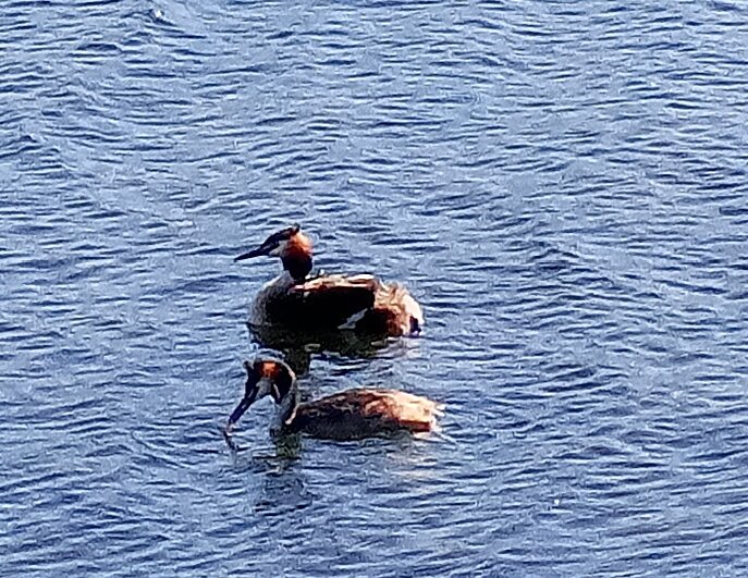 Чомги - Сапсан 