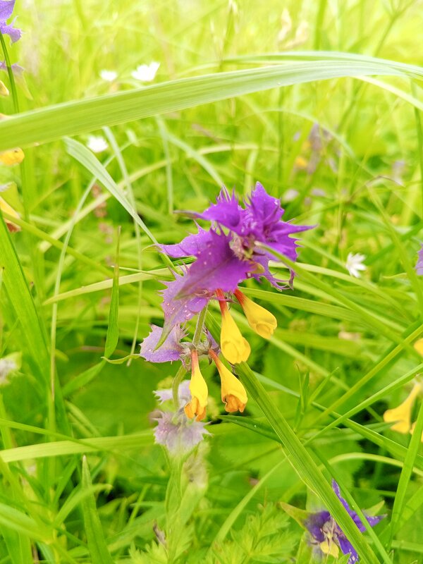 Иван-да-марья - Сапсан 