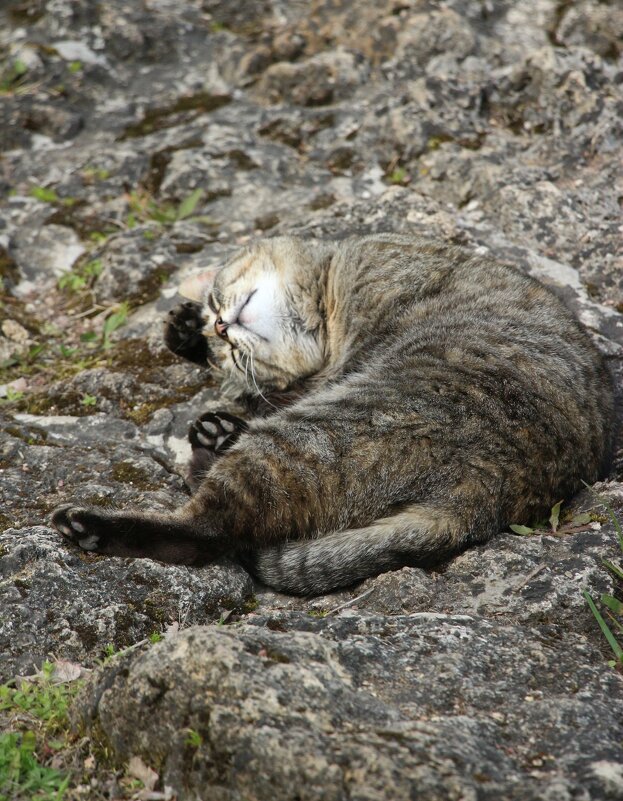 Орловский кот - Наталья Герасимова