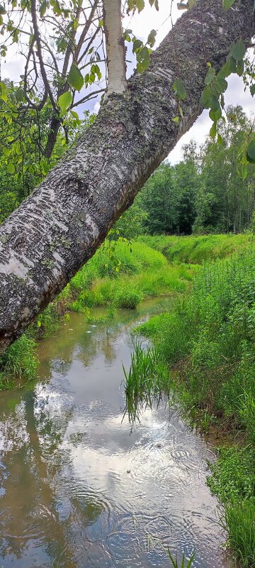 Тихое лето - Алексей Лукаев