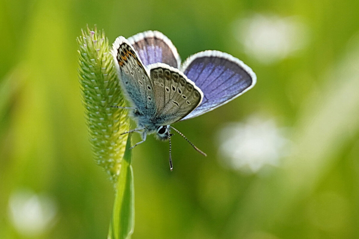 Голубянка-дружочек - Галина Кан Голубянка-дружочек - Галина Кан