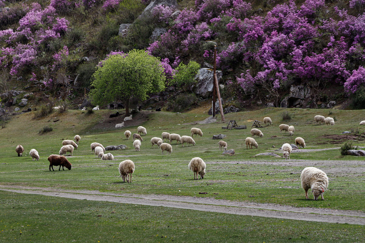 Идилия - Виктор Ковчин