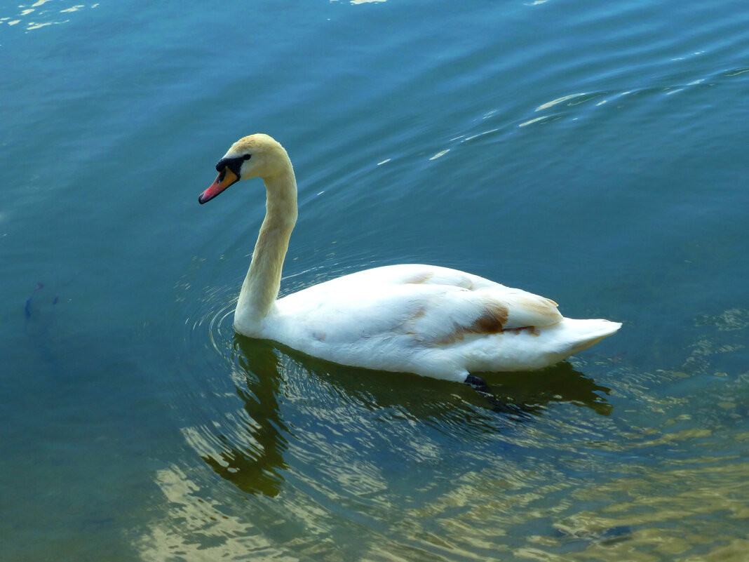 Лебеди Гагаринского парка - Валентин Семчишин